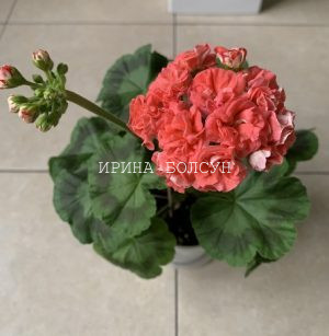 Кактусы Ирины Болсун