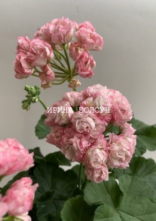 Пеларгонии