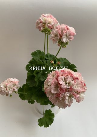 Пеларгония (герань). Цветы рюшистые светло-розовые, цветоносы длинные.