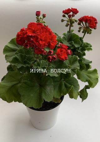 Сортовая пеларгония. Новинка российской селекции 2020 года! Очень красивые темно-красные, бархатистые цветы!