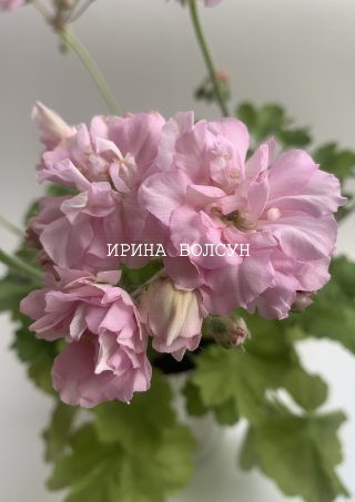 Сортовая пеларгония гибридный зонартик. Комнатное растение с красивыми, нежно-розовыми цветами в форме роз.