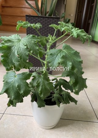 Душистая пеларгония Orsett. Некрупное комнатное растение с лопастными листьями. Лист темно-зелёный, душистый, с очень ярким ароматом специй.