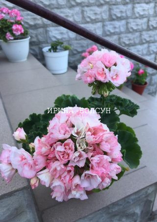 Сортовая пеларгония Edwards Elegance. Комнатный декоративный цветок с крупными соцветиями нежно-розовых цветов.