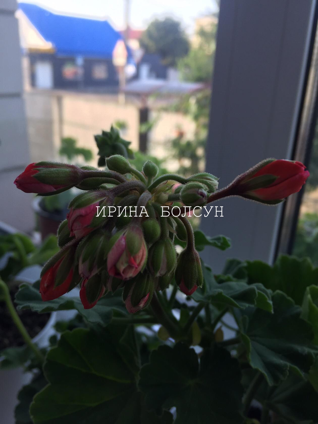 Femme Fatale Сортовая пеларгония Femme Fatale. Декоративный комнатный цветок с безумно крупными, полумахровыми цветами розово-малинового цвета!