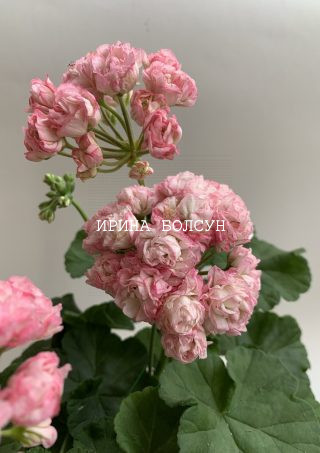Пеларгония с цветами в форме роз Таира-Сибирская Роза.