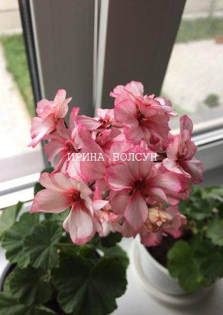 Сортовая пеларгония Tie Die. Комнатное растение с полумахровыми цветочками белого цвета с розовой каймой по краю лепестка и алым центром.
