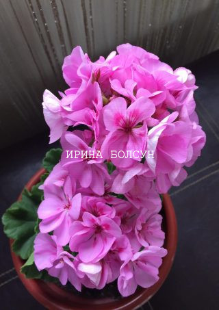 Сортовая пеларгония Bold Carousel. Комнатное, декоративное растение с розово-сиреневыми, полумахровыми цветами.