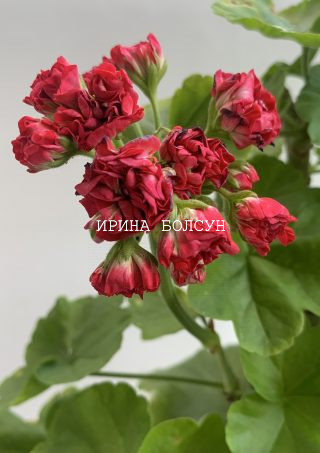 Сортовая пеларгония Свет-Катя Коцкая. Зональная, розебудная пеларгония с красными цветами.