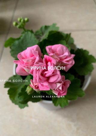 Сортовая пеларгония Lauren Alexandra. Зональная махровая пеларгониям с очень крупными, объемными шапочками розовых цветов.